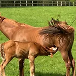 Au Milieu Des Haras 3*