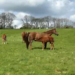 Au Milieu Des Haras