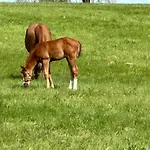 Au Milieu Des Haras Couette-café