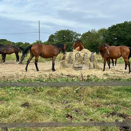 Au Milieu Des Haras *