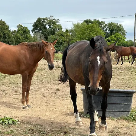 Au Milieu Des Haras * Saint-Pierre-Azif