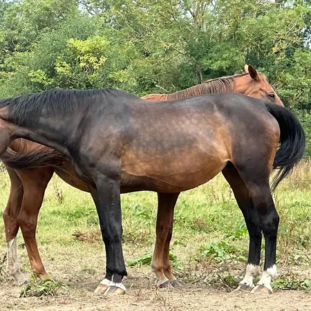 Bed & Breakfast Au Milieu Des Haras *