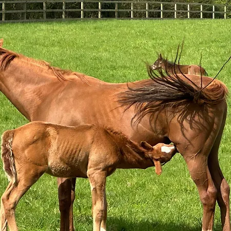 Au Milieu Des Haras *