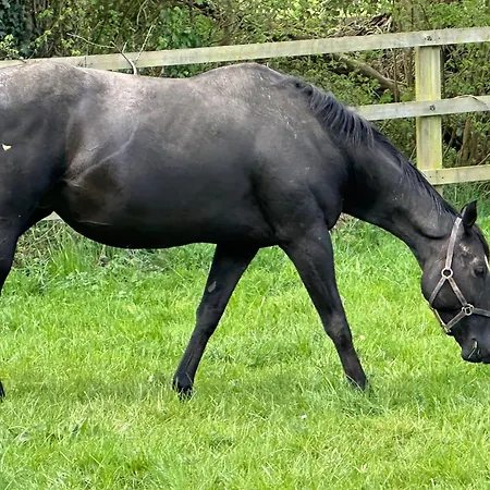 Au Milieu Des Haras