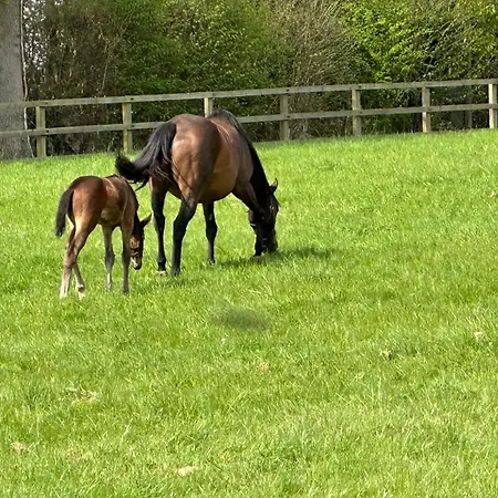 Au Milieu Des Haras *