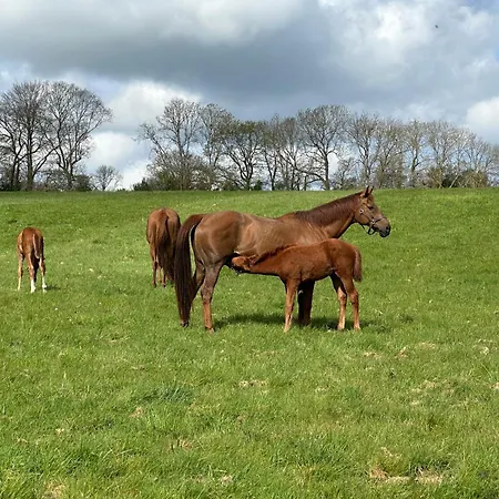 Au Milieu Des Haras