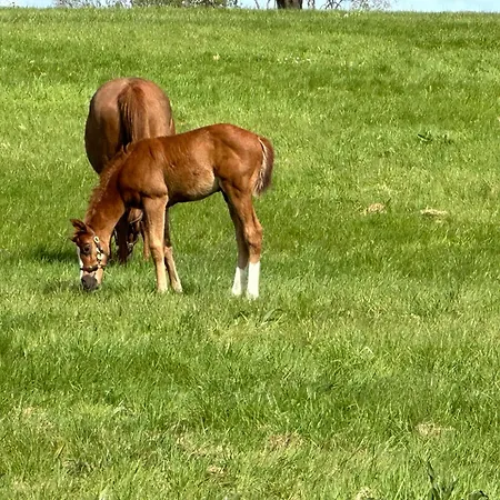 Au Milieu Des Haras Bed & Breakfast