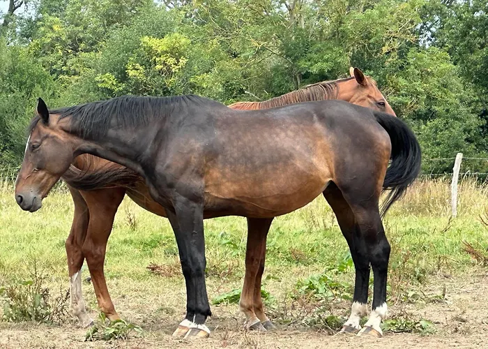 לינה וארוחת בוקר Au Milieu Des Haras 3*