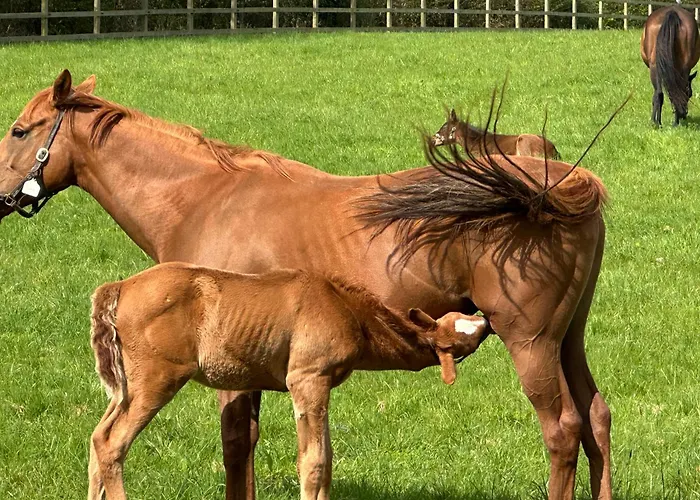 Au Milieu Des Haras 3*