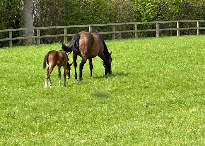 Au Milieu Des Haras 3*