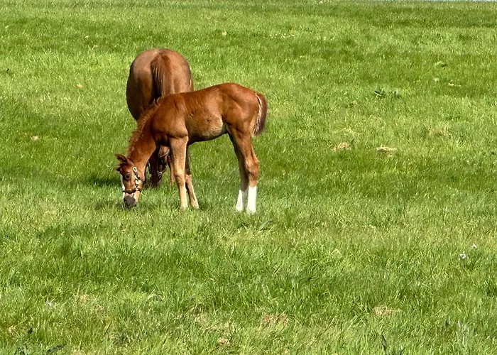 Au Milieu Des Haras לינה וארוחת בוקר